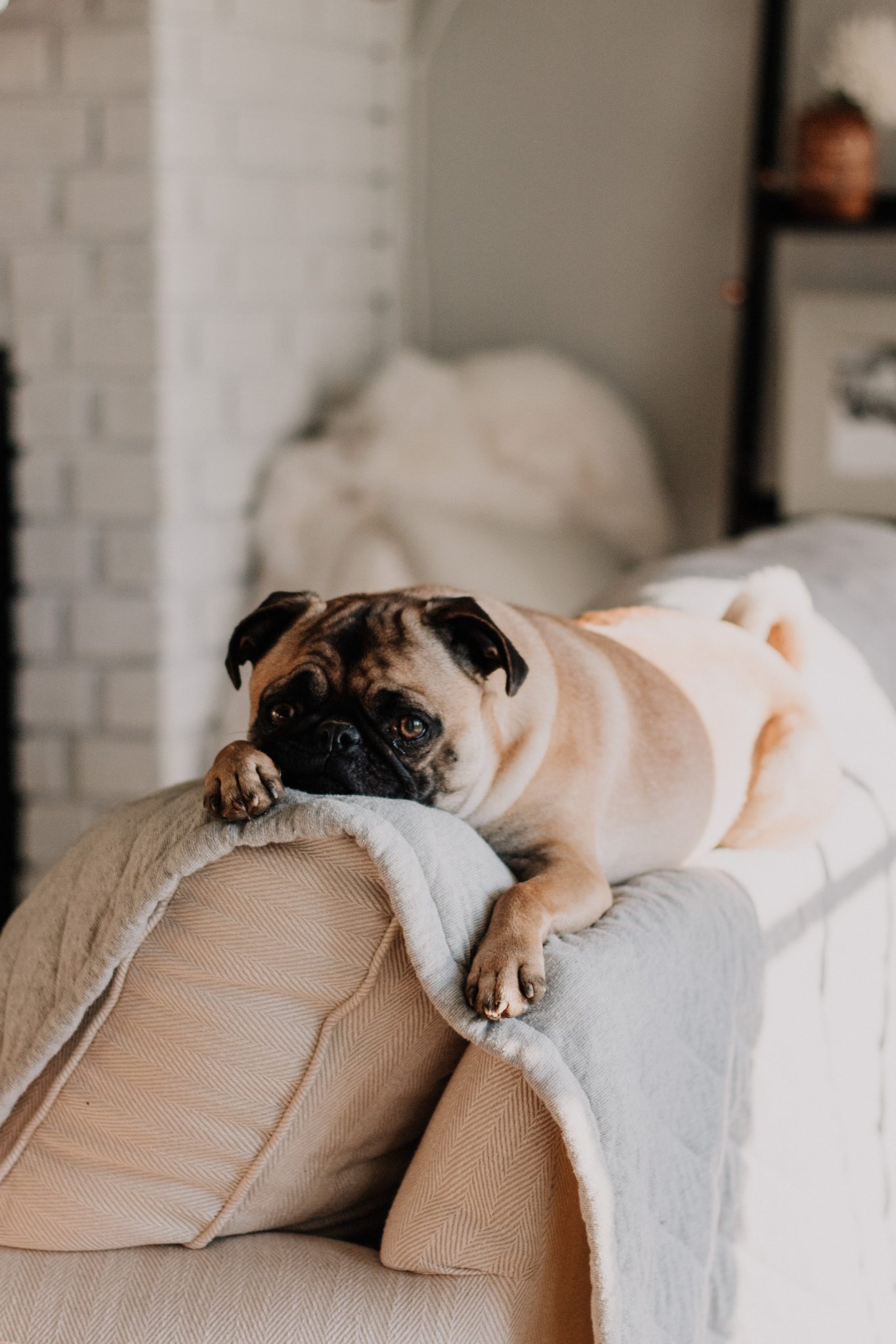 a dog lying on a person's legs