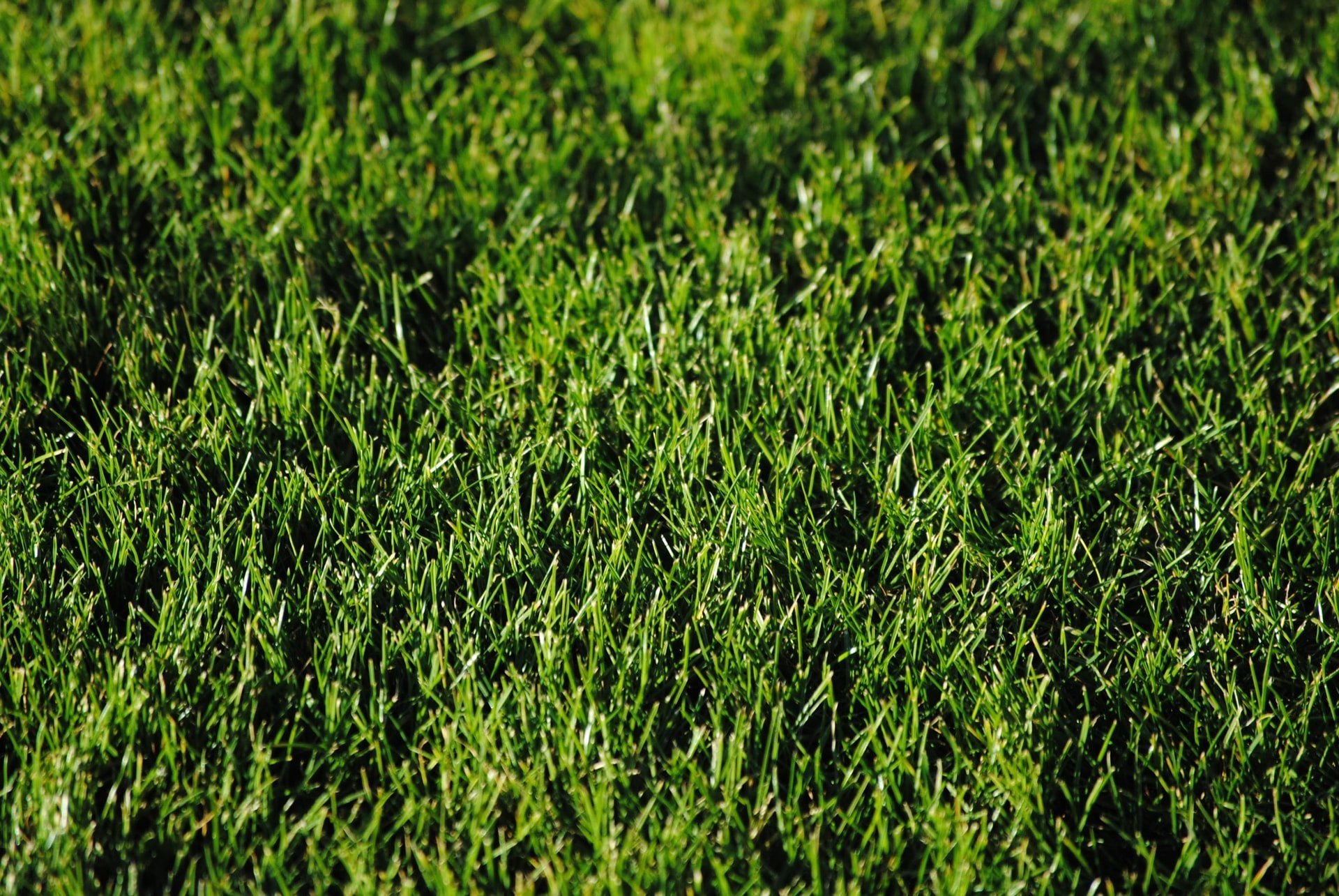 close up of a green plant